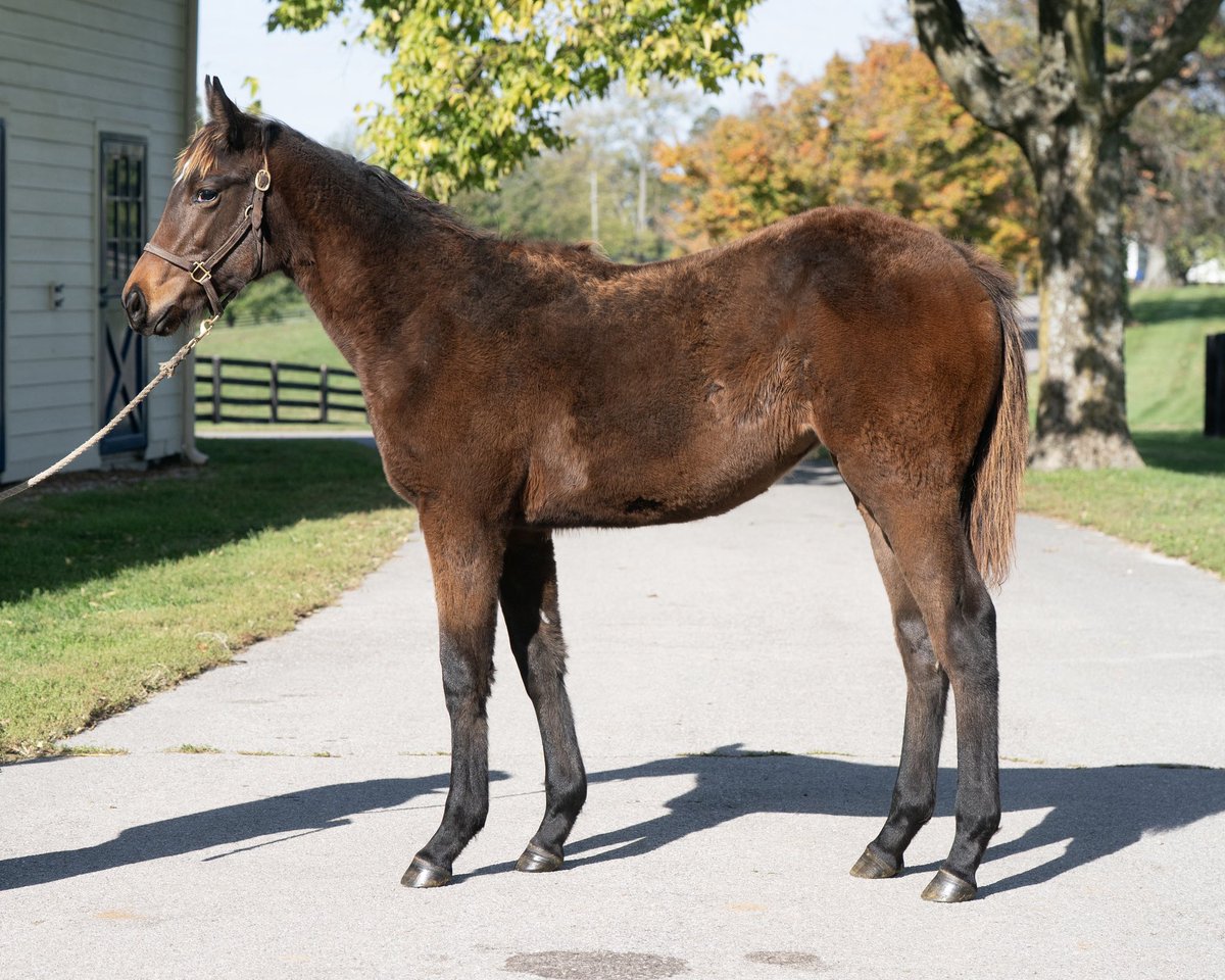 ✨Selling today✨ from the <a href="/Gainesway/">Gainesway</a> consignment at <a href="/keenelandsales/">Keeneland Sales</a>, Hip 85 Goiaba (Speightstown) full sister to G1 winner MOZU SUPERFLARE and in-foal to 🔥 young sire McKinzie and Hip 86 her 2025 weanling filly by Uncle Mo. #InvestsInSuccess