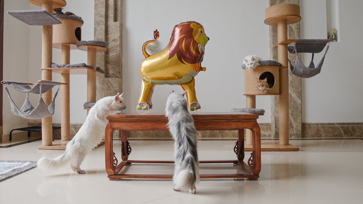 Felis Gallery by Robert Sijka tweet media