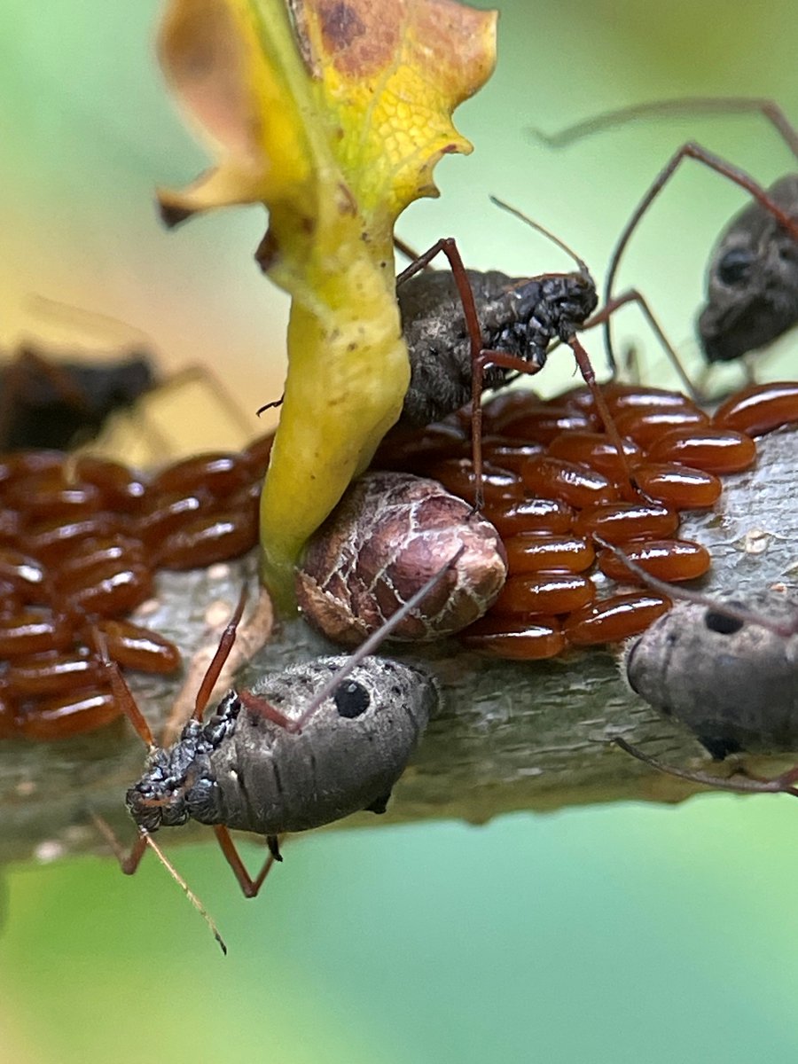 Baldbirder1's tweet photo. Lachnus roboris, Variegated Oak Aphid, at East Malling, Kent @niabgroup at lunchtime - a large aphid colony on an Oak branch, with thousands of eggs (couldn't find any winged males). Not many records on the @NBNAtlas for Kent. @KentFieldClub #KentNature #Aphids #nature https://t.co/JyJsL8l0z9
