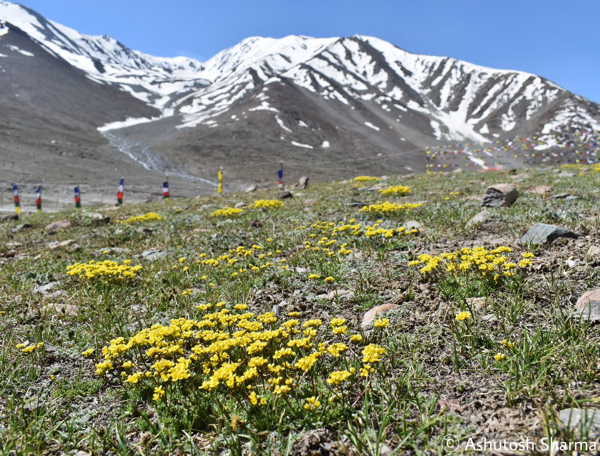 Ashutosh_05sn's tweet photo. Draba setosa
#Brassicaceae
A perennial dense clump forming herb from #Mustard family found in alpine Trans-Himalayas 4000 m elevation.
Photographed in Spiti valley, HP
In June 2025
#Botany #alpineflora #Plants #Taxonomy #rarespeciea #IamBotanist #SpitiValley #natgeoyourlens https://t.co/sfK80M4QQT