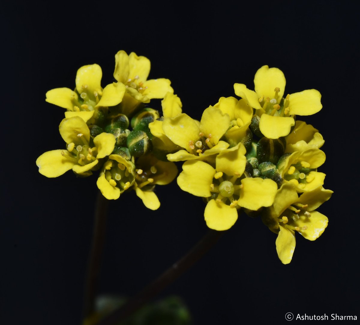 Ashutosh_05sn's tweet photo. Draba setosa
#Brassicaceae
A perennial dense clump forming herb from #Mustard family found in alpine Trans-Himalayas 4000 m elevation.
Photographed in Spiti valley, HP
In June 2025
#Botany #alpineflora #Plants #Taxonomy #rarespeciea #IamBotanist #SpitiValley #natgeoyourlens https://t.co/sfK80M4QQT