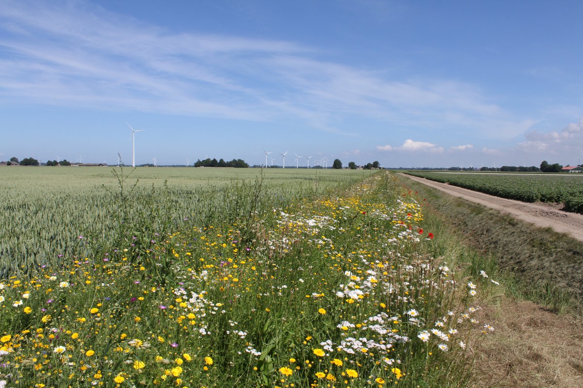 Semi-natural habitats are key for farmland biodiversity but their quality is often low due to high exposure to fertilizers 🌾

A new study shows that more frequent cutting can create diverse vegetation even in highly productive habitats ✂️

🔗 doi.org/10.1111/1365-2…