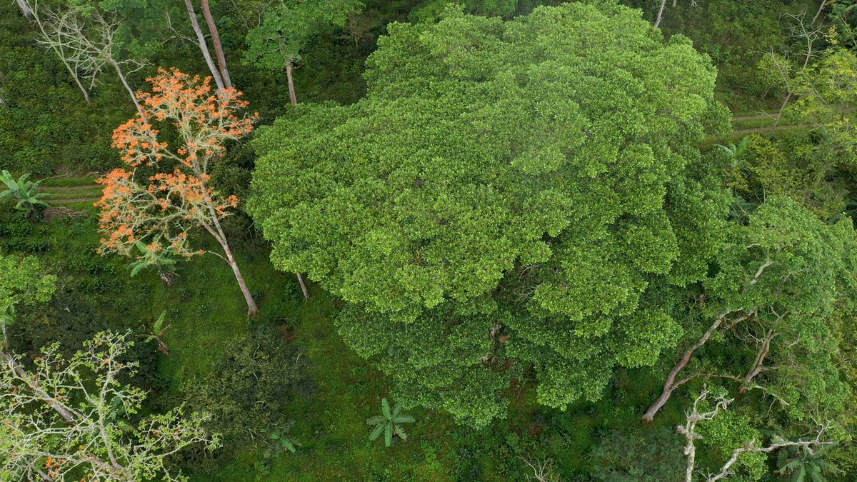 Los sistemas agroforestales de café aumentan la biodiversidad en fincas cafeteras, pero mantener muchas especies de árboles puede ser costoso. ¿Cómo combinar especies nativas para maximizar la diversidad de aves e insectos? El 25-11 les contaremos más. #DrinkBirdFriendly