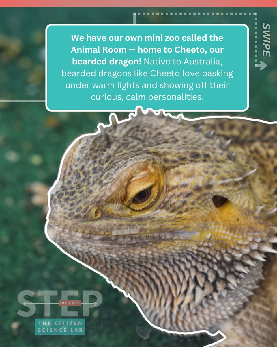 citizenscilab's tweet image. Step into The Citizen Science Lab 🔬✨

From curious kids to hands-on adult workshops, TCSL is where everyone can explore, experiment &amp;amp; experience the wonder of science! 

Meet Cheeto the bearded dragon + dive into real-lab adventures 🧡
🔗 Learn more in our bio! #TCSL