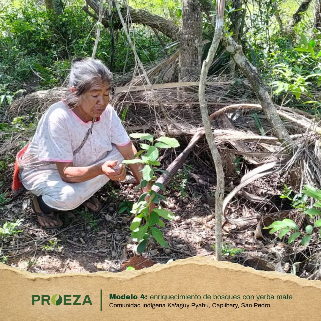 Santa Librada Benítez, de la comunidad indígena Ka'aguy Pyahu en Capiibary, San Pedro, impulsa el cuidado del bosque con el Modelo 4: yerba mate bajo monte. 🍃💚

#PROEZAParaguay sigue avanzando 🌳 Conocé más ➡️ bit.ly/43v2c9h