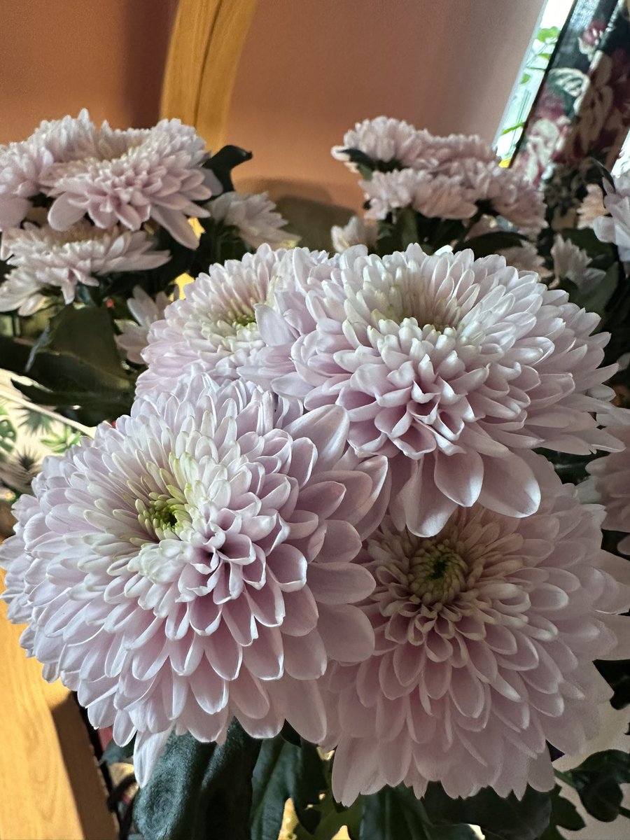 AvSpoon's tweet image. Шли мимо цветочного у нас в доме, я заглянула в окно и увидела эти лавандовые хризантемы, сказала «Ах, какие красивые хризантемы!». А утром Миша принес мне их😌