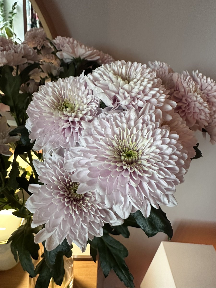 AvSpoon's tweet image. Шли мимо цветочного у нас в доме, я заглянула в окно и увидела эти лавандовые хризантемы, сказала «Ах, какие красивые хризантемы!». А утром Миша принес мне их😌