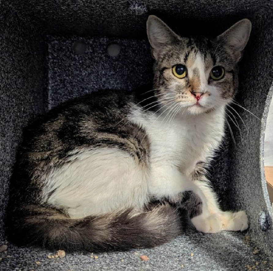 🆘🆘 SOFRITAS (ID 237648), 1 YO,  FEMALE–  IN MANHATTAN ACC - came into the shelter as an aco - owner surrender on 9/25/2025, with the surrender reason stated as animal behavior - destructive tendencies.    🆘🆘 😿 😿 😿 😿

➡️TBD 11/6/25

➡️ JUST A BABY

➡️ NEW HOPE RESCUE