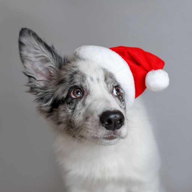 adorebynat's tweet image. The Christmas Countdown continues! 🎄✨
Week 7 of Make It Artisan Handmade Christmas Favorites is live — celebrating makers, creativity, and the joy of handmade.
👉 shadowdogdesigns.com/blog/make-it-a…

via @ShadowDogDesign #bmecountdown #HandmadeCommunity #ChristmasGifts