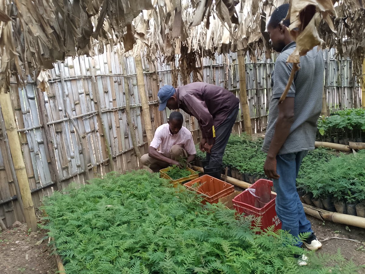 socooapirdc's tweet photo. Protection de sol, #SOCOOPI-CA , Une société coopérative agricole paysanne et intégrale ds le territoire d'idjwi sur la bonne voie de protection de sol.
Chaque jour ns distribuons des plantules agroforestiers aux producteurs de café dans l'entité. 
#environnement
#Agriculture https://t.co/pFYiUdxaQI