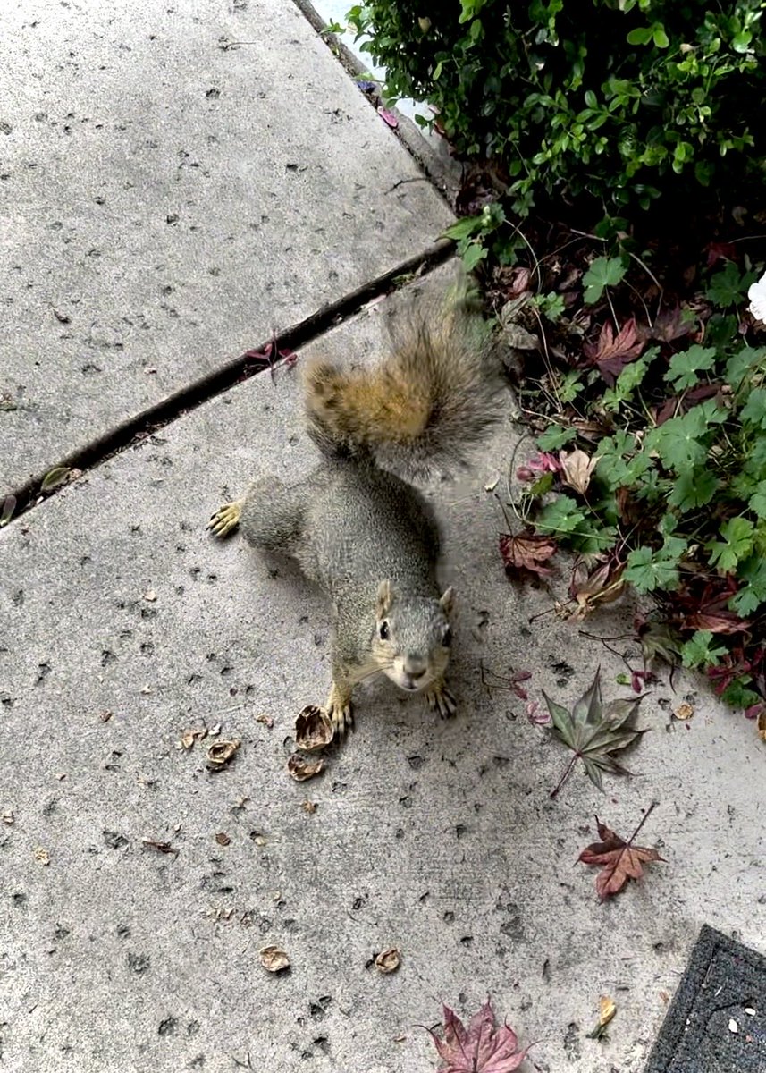 Squirrel Buzz tweet media