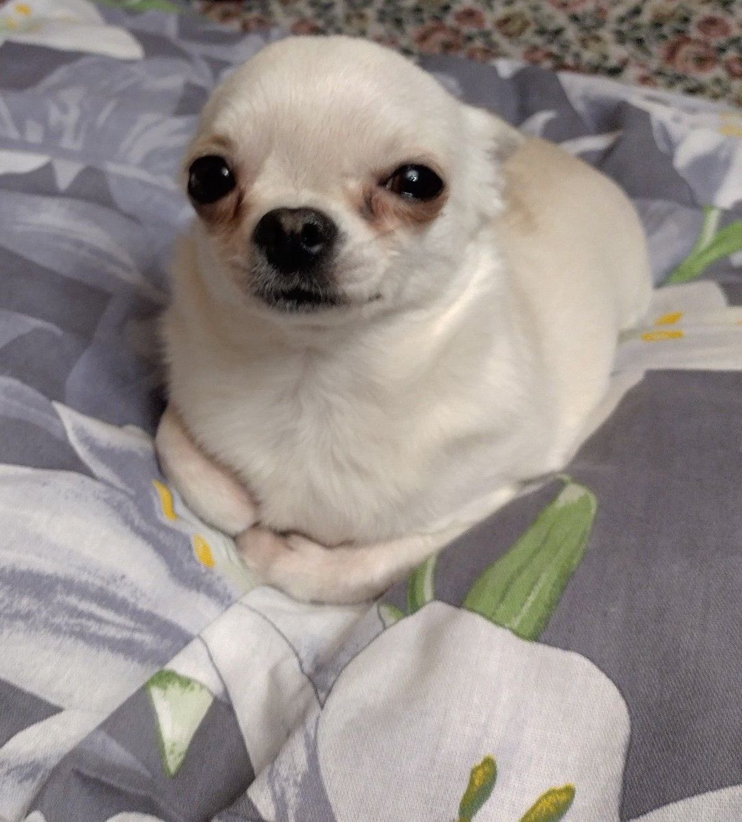 💖 (@twaniimals) on Twitter photo 