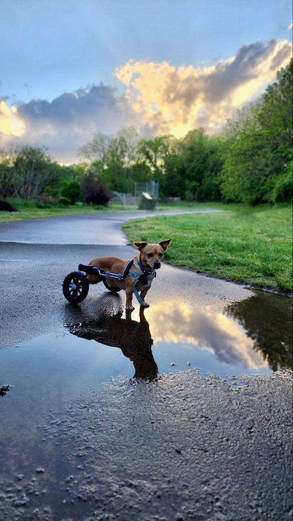 OC DEAPR tweet media