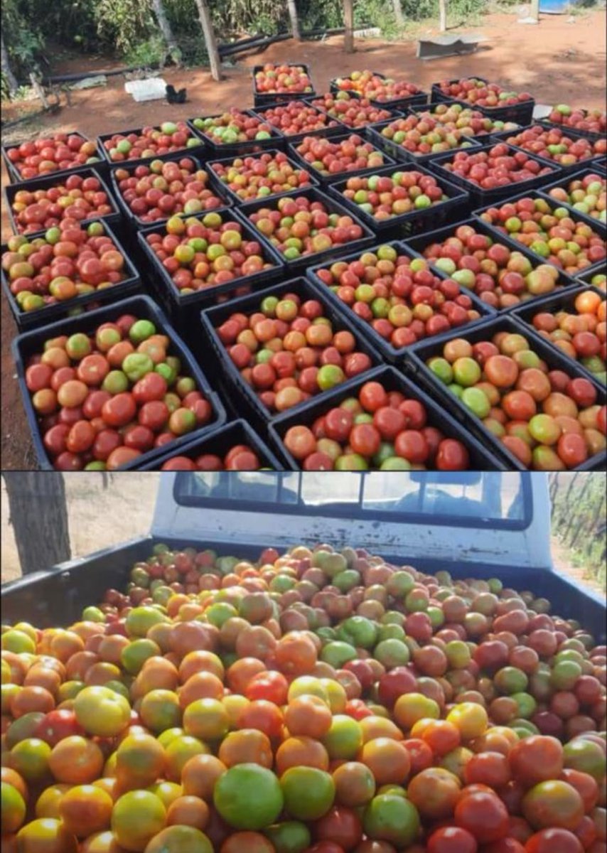 Fresh cabbages from just P10 to P20! 🍀 Tomatoes crate only P200.
Between Machaneng &amp; Makwate.
Call 71233600 – grab yours now!