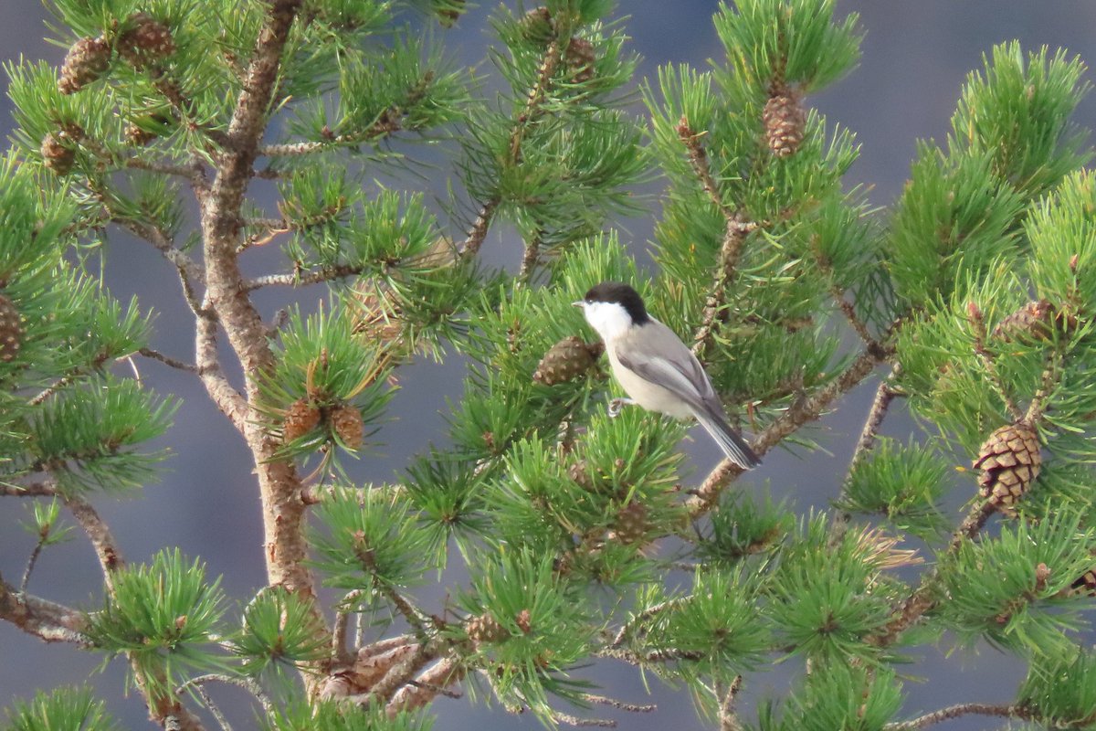 bevw131's tweet photo. Fenno-Scandian willow tit seen on Nesaksla Mountain, Andalsnes, Norway, little beauty @peter_maugham #BirdsSeenIn2025 https://t.co/RMpyRrcAgO