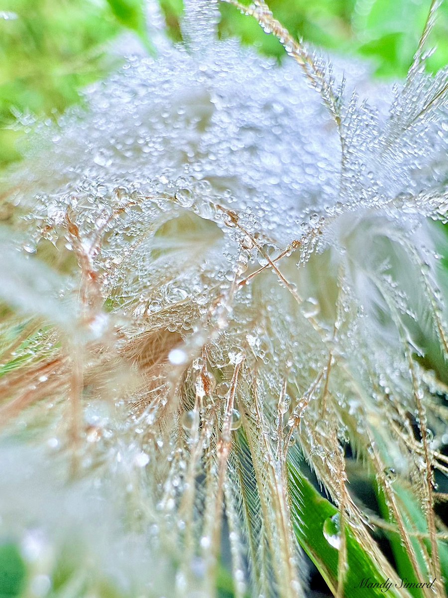 Take a picture, it'll last longer... especially when nature's showing off. 🌿📸