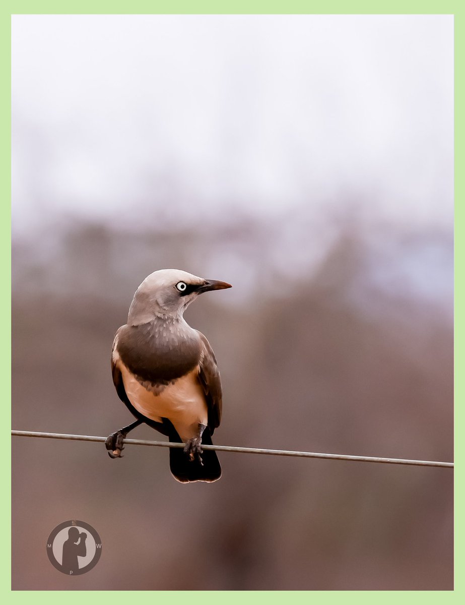 Fischer's Starling

Teita Taveta Wildlife Conservancy,Taita Taveta County,Kenya(October 2025)
