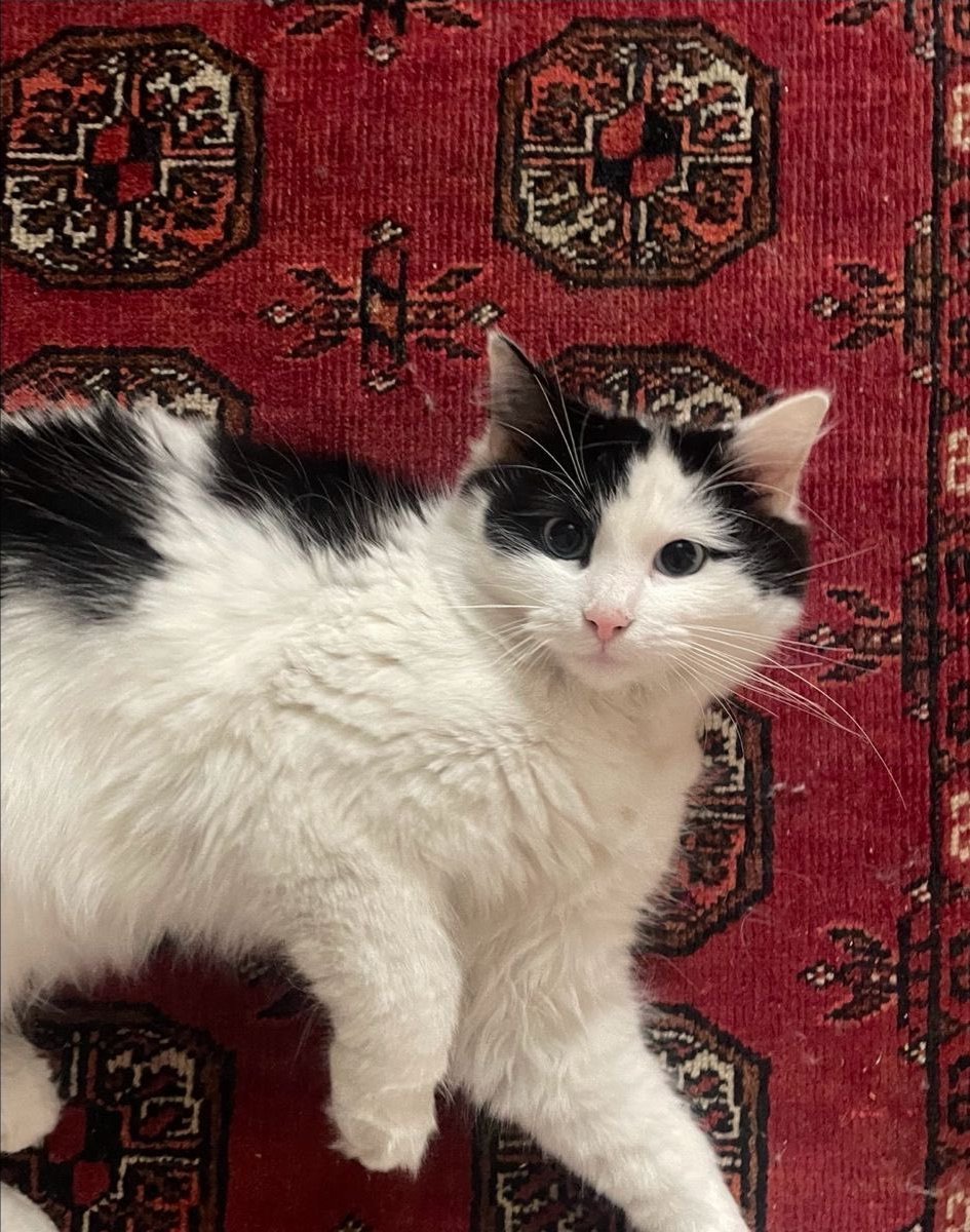 turqoisè (@tuurqoise) on Twitter photo 