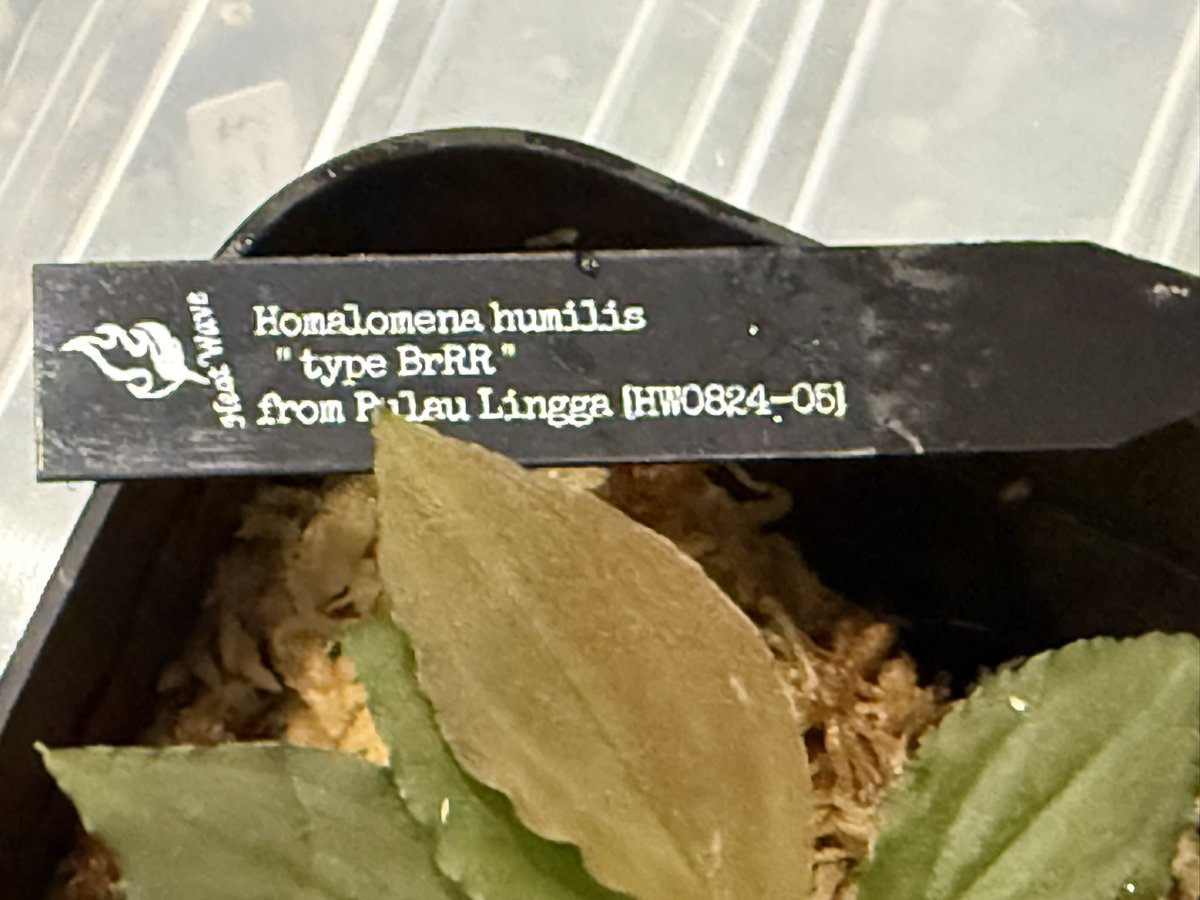 セール中◎韓国鉢(25)◎個別購入はご希望の番号をコメントお願いします♡ LXPLの新作アイテム情報です☑︎ 8/1（金）21時より販売開始