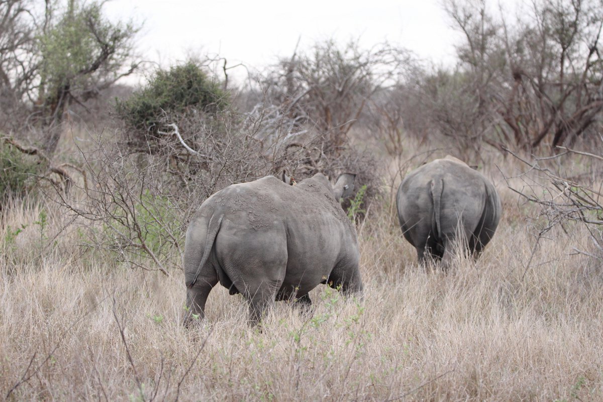 PurdonHelen's tweet photo. Kruger through my lens in Oct 2025 https://t.co/6CL76RB4kU