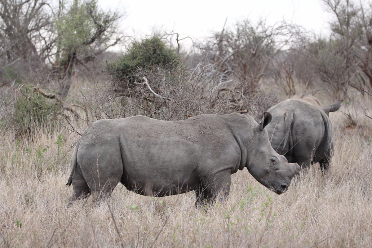 PurdonHelen's tweet photo. Kruger through my lens in Oct 2025 https://t.co/6CL76RB4kU