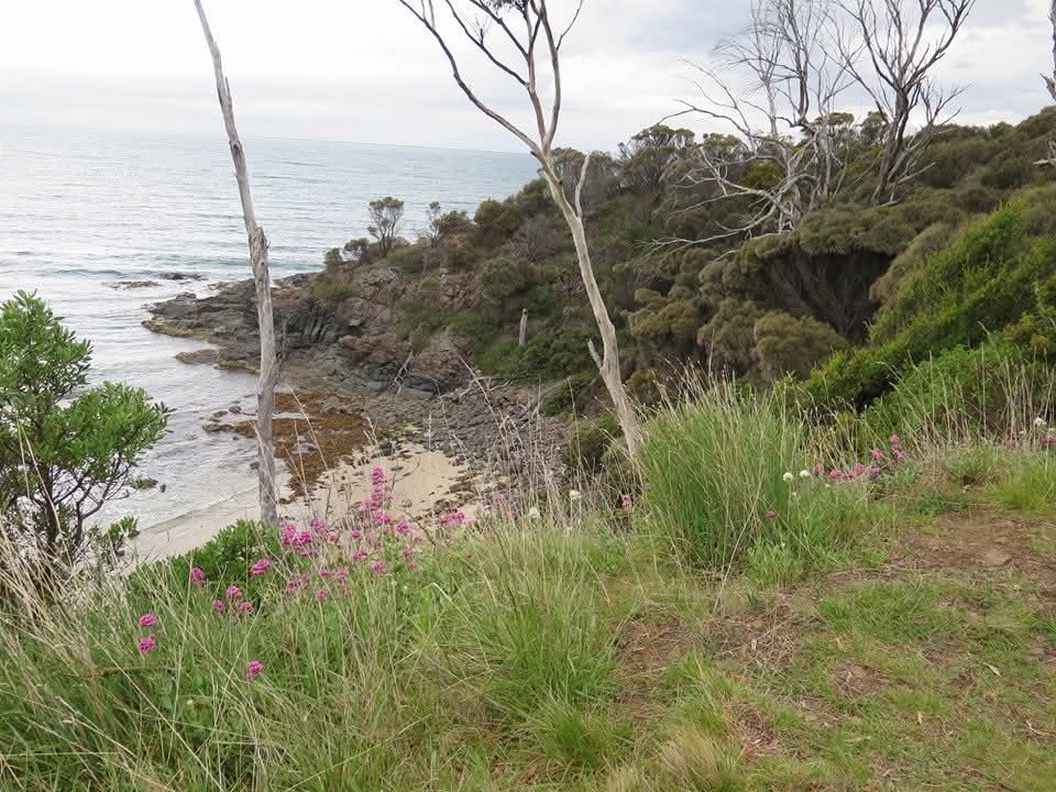 NZAllison's tweet image. Tasmania 2014. Tree sculptures from Campbell Town, the Spikey Bridge (yes, another old convict built bridge and indeed labelled SB) and a coastal view on the way south along the Tasmanian coast.
#Tasmania