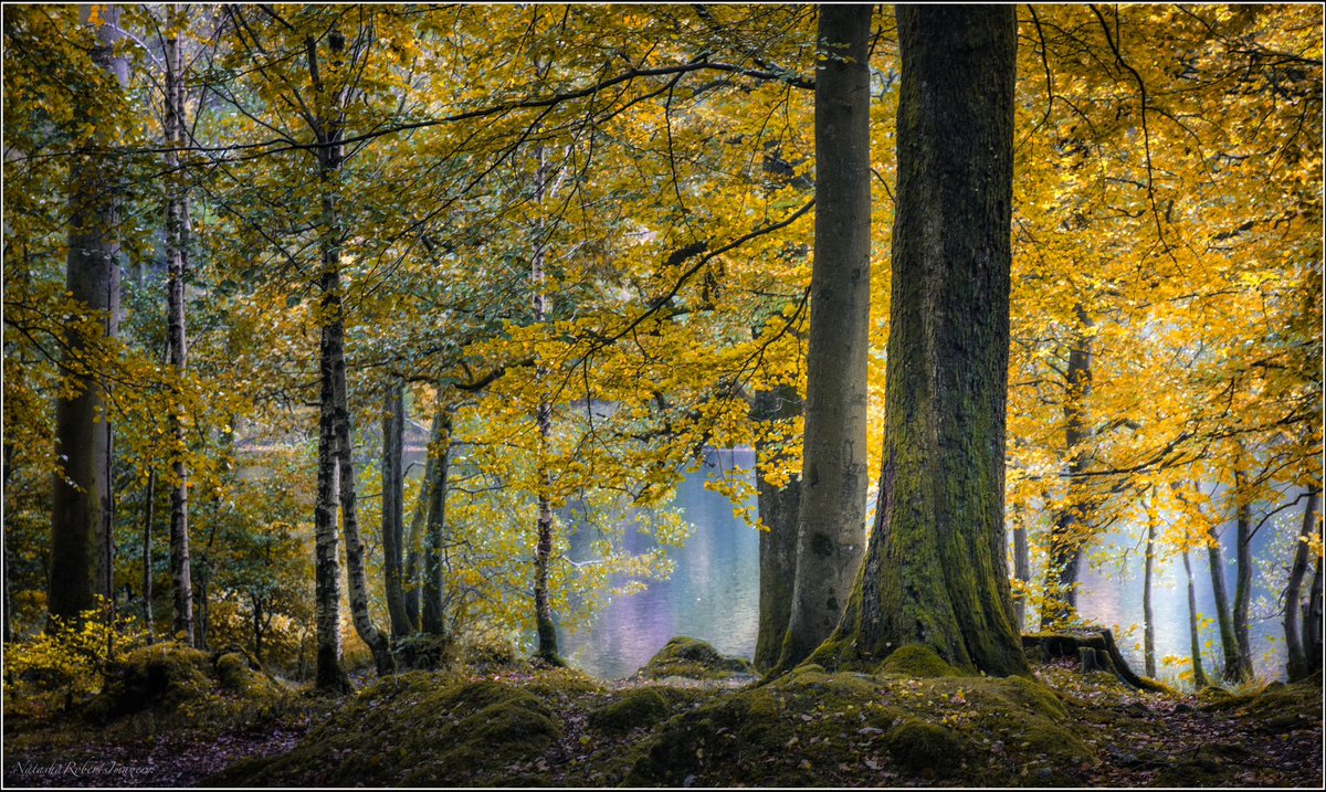 Natasha Roberts Imagery tweet media