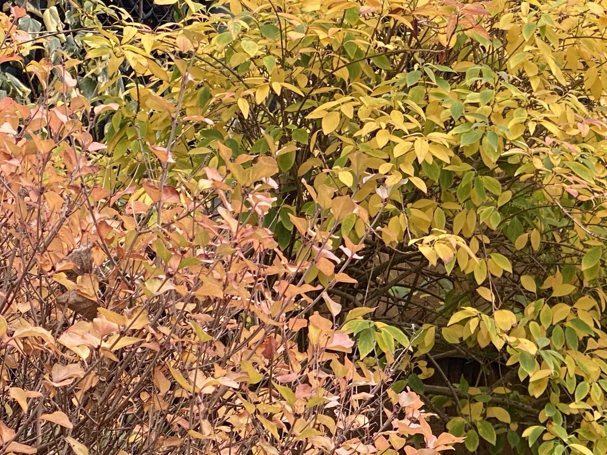 Guy Fiegehen tweet media