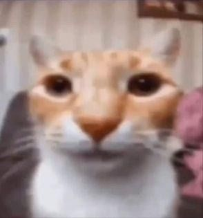 WED 💥COMMISSIONS OPEN💥 tweet media