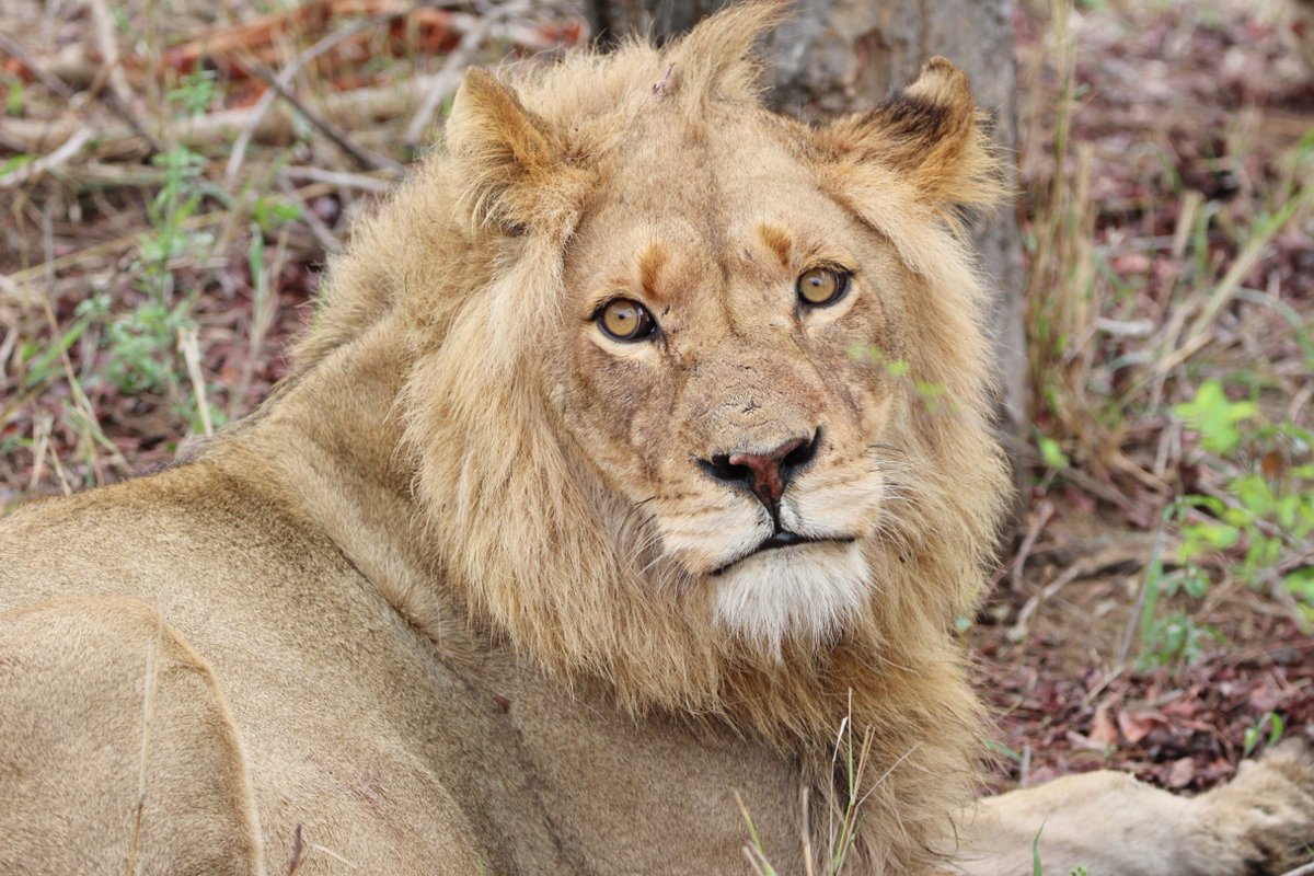 PurdonHelen's tweet photo. Kruger through my lens in Oct 2025 https://t.co/fxuQc0L69N