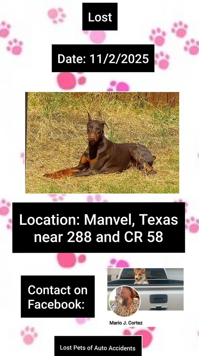 SistersInBiz's tweet photo. OP: "Missing our dog, her name is Beth. She jumped out of our truck
Near 288 and CR 58 in #ManvelTX #TX She's super sweet"
The incident happened 11/2/25
"Beth"
Female
Doberman Pinscher 
Black/Tan 
 Please message here if spotted: https://t.co/PGpAeGCQsS
#Texas #Manvel #Lostdog https://t.co/GCBd3VNEMy