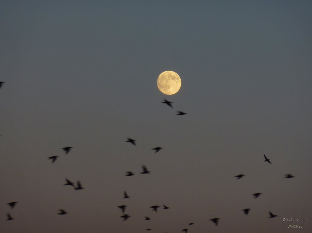 salutvilaro's tweet photo. #supermoon #superlluna #superllunanovembre2025 #ocell #gavina #estornells @3CatInfoelTemps @meteocat @SeguimlaMeteo @ElTempsAVic @eltempstv3_ https://t.co/rgyo5TA0BN