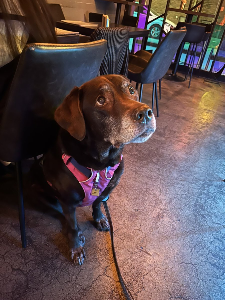 오늘 꽤 오래 봤던 멍멍이 친구들이 놀러왔는데,
항상 방긋방긋 웃어주는 조디랑 안아주는걸 좋아해주는 포스터🐶💕

가게 정리하고 집에 와서 귀여워서 사진 보다가,
애기들 이름 합치면 조디포스터인거,, 몇년 만에 깨달아버림… 

그런 깊은 뜻이 있었다니!!!!