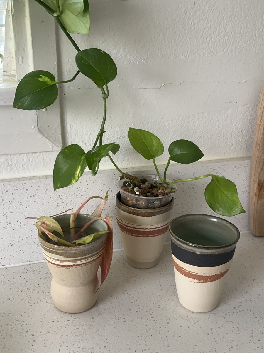 전부터 탐내던 도자기를 셋이나 겟햇어요 주신 분이 손잡이가 없으니까 찬 음료 마시는데 쓰라고 하셧는데 화분으로 용도변경햇어요🪴 
덤으로 스킨답서스 반수경 화분도 하나 받아옴