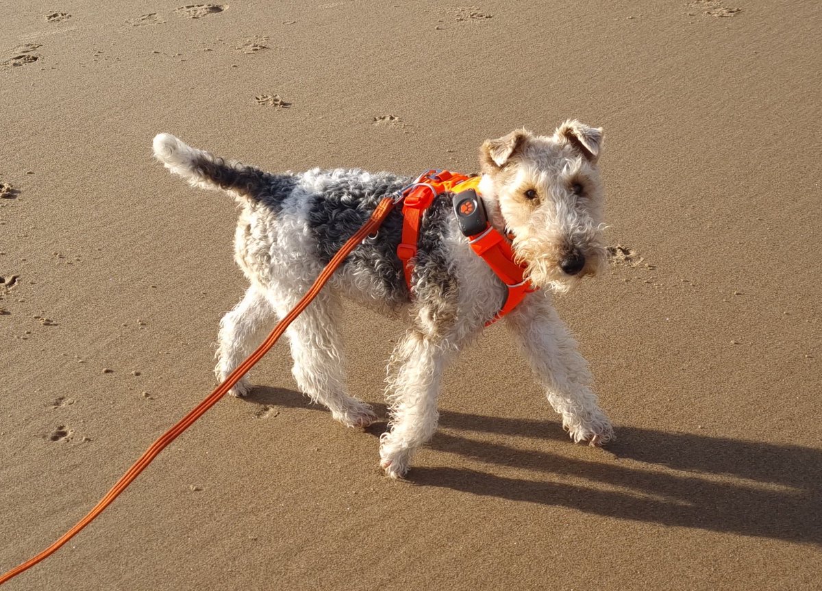 rmpk1's tweet image. Pals! My new harness from @bemorebob2 has arrived.

It&apos;s great for promenading, but perfect for tearing along the beach too.

It has the added advantage of being SO bright, it can be seen from the International Space Station 🛰

A must-have for dark nights! 🧡 

- Flora 🐾