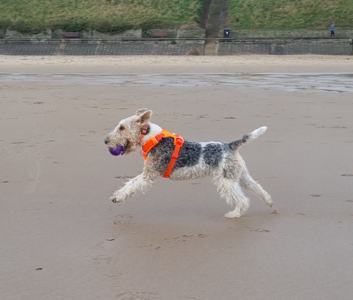 rmpk1's tweet image. Pals! My new harness from @bemorebob2 has arrived.

It&apos;s great for promenading, but perfect for tearing along the beach too.

It has the added advantage of being SO bright, it can be seen from the International Space Station 🛰

A must-have for dark nights! 🧡 

- Flora 🐾