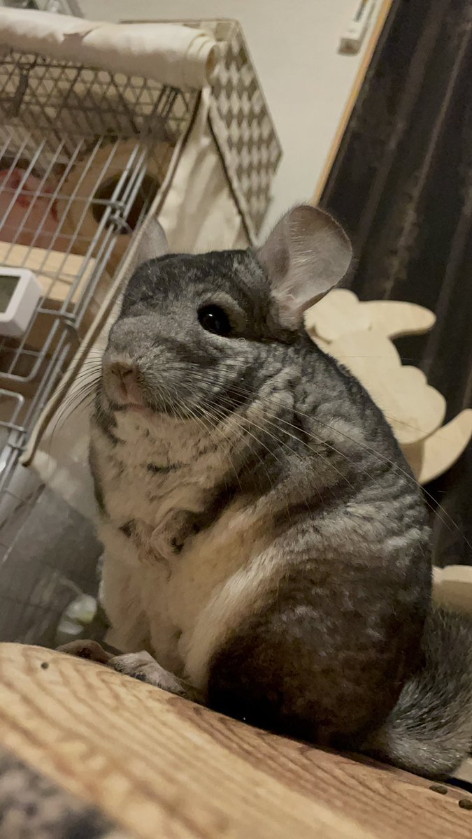 GunuchuKutachu's tweet photo. 「おかえりぃ🐭
かわいいのお迎えできたの？
よかったよかったねぇ」 https://t.co/87sVVbyUZk