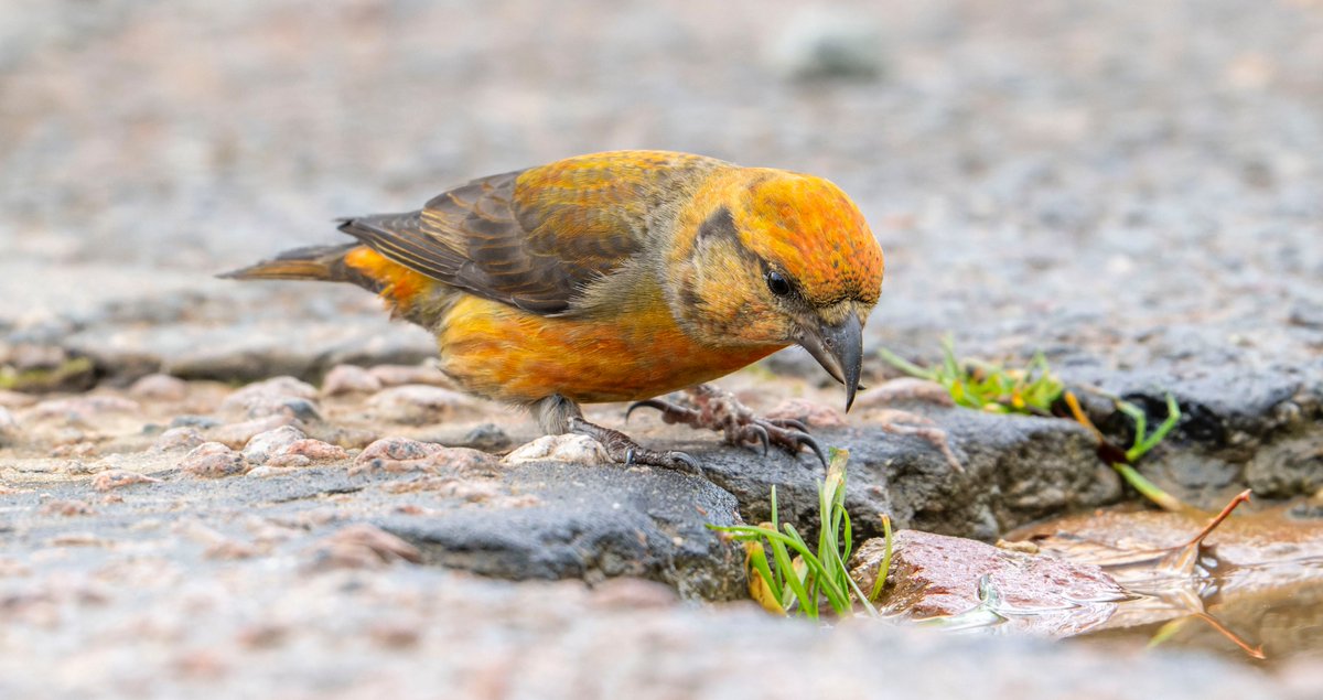 Les Cater Wildlife photographer tweet media