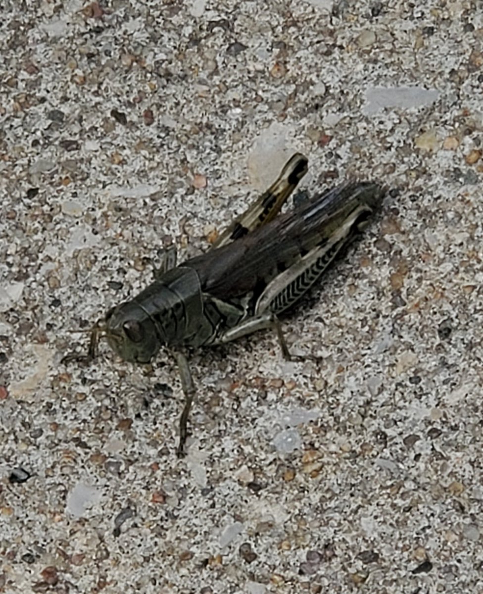 So I can't even go out the front door without some stalker grasshopper blocking the way.  Right in my path. I think he is looking for his friend the ladybug who attempted to blind me.  Nature conspiracies.