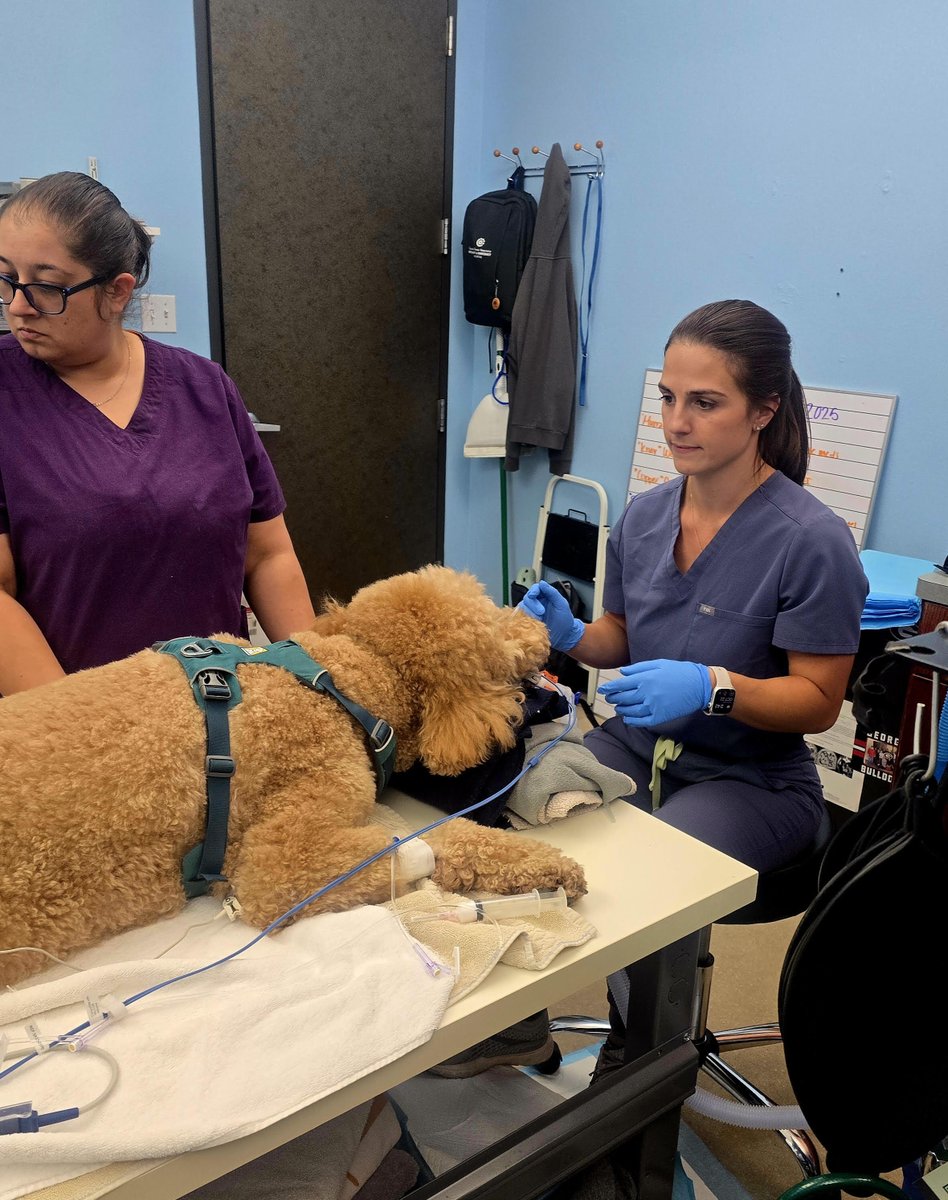 Meet Knox, a 3-year-old Goldendoodle! 🐶 Our Internal Medicine team performed a rhinoscopy last week to evaluate his sudden-onset sneezing and facial rubbing. Good news—he's home on meds! #VetCare #DogHealth #rhinoscopy #scope #ctvseh