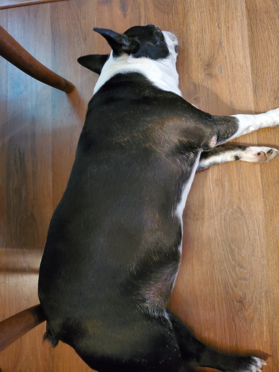 Apparently, Monkey (yes, that is her name) doesn't care I may need help. I forgot to mention that Monkey is blind and deaf and is taking retirement too seriously in my estimation.