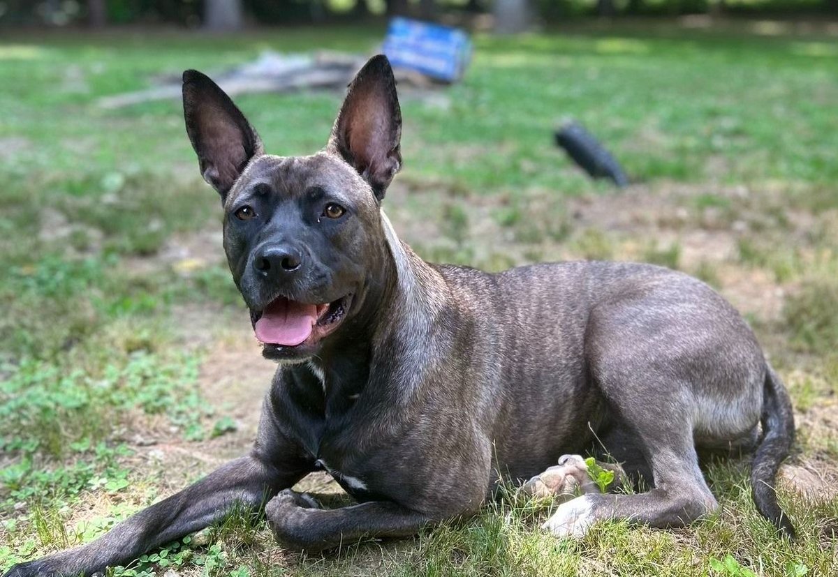 NOT_CFJ's tweet photo. #FOSTER Sage while her owner is deployed •
For more information about Sage, volunteering or fostering other pets, click here: https://t.co/sbliqNnXYw
Note: The owner covers all expenses
@pactforanimals
#PACTforAnimals #OperationFoster #MilitaryPets #FosterNeeded #FosterHero https://t.co/FTJQSqkIqf