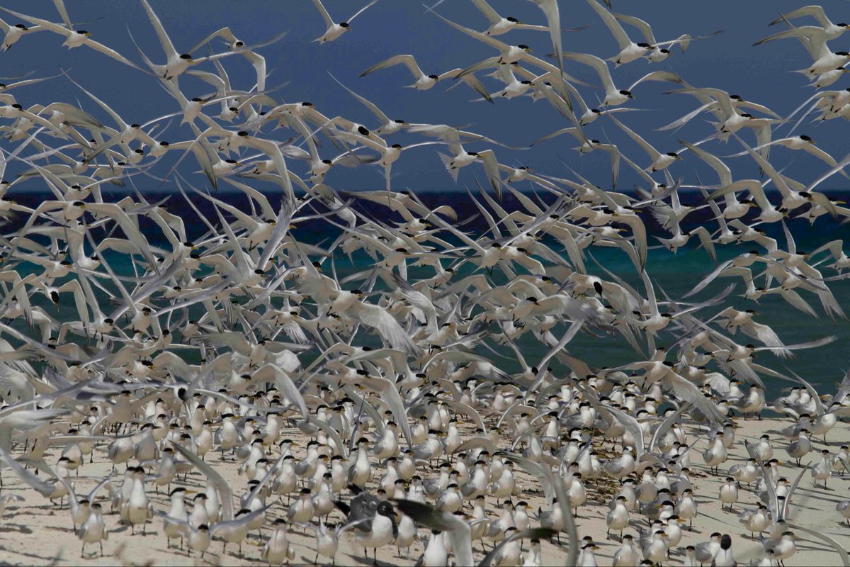 Ybycui1's tweet photo. @aHeartSoFull #PhotoChallenge #birdflock #nature #wildlifephotography #birdlover Aruba https://t.co/nbvZEVkjzd
