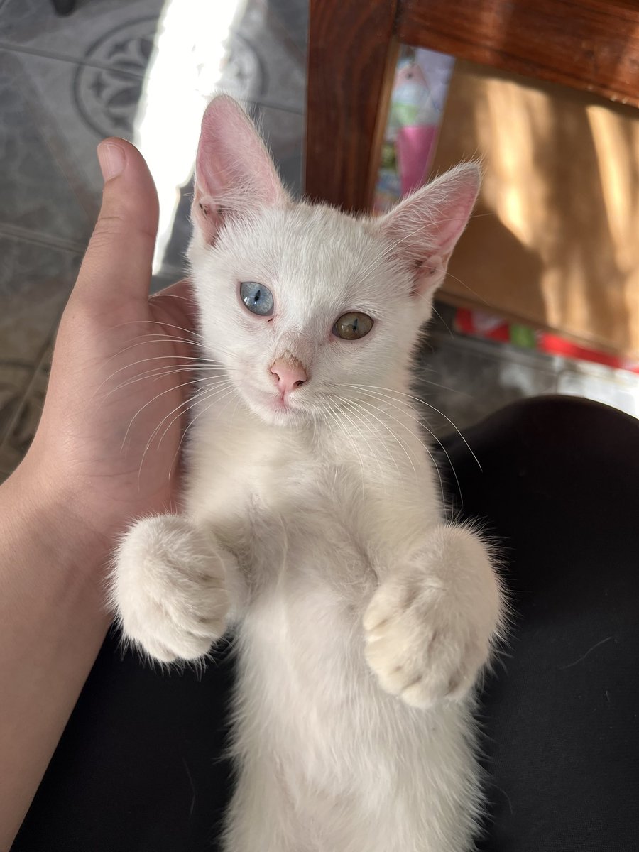 GM /ᐠ &gt; ˕ &lt;マ ₊˚⊹♡