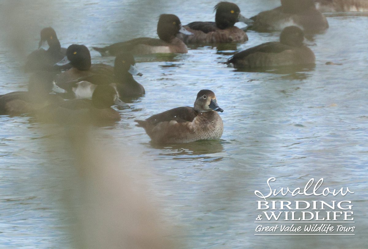 Cracking day guiding at Heybridge Basin, Essex where this female RING-NECKED DUCK stole the show as bird of the day spending time with the TUFTED DUCKS! A great find a few days ago by <a href="/SimonWood27/">Simon Wood</a>  #essexbirding #birds #birding #BirdsSeenIn2025 #RareBirdsUK <a href="/Float_photo/">Float_photographies |Stand Up for Science|</a>