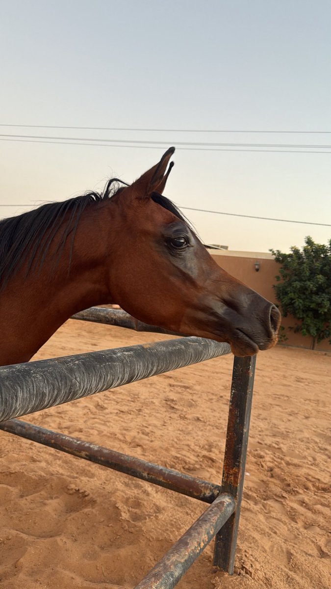 quarez_99's tweet photo. المهره : #قمراء_النواحل 
مواليد ١٤ / ٨ / ١٤٤٦ هـ 
الاب : #هتان_الوشم ( حريري الشقب &amp; تي ايه جيهانه ) 
الام : #سارة_الوعد ( عماد الفلا &amp; زهره ) 
 #مربط_النواحل https://t.co/ZqEKSzzE9I