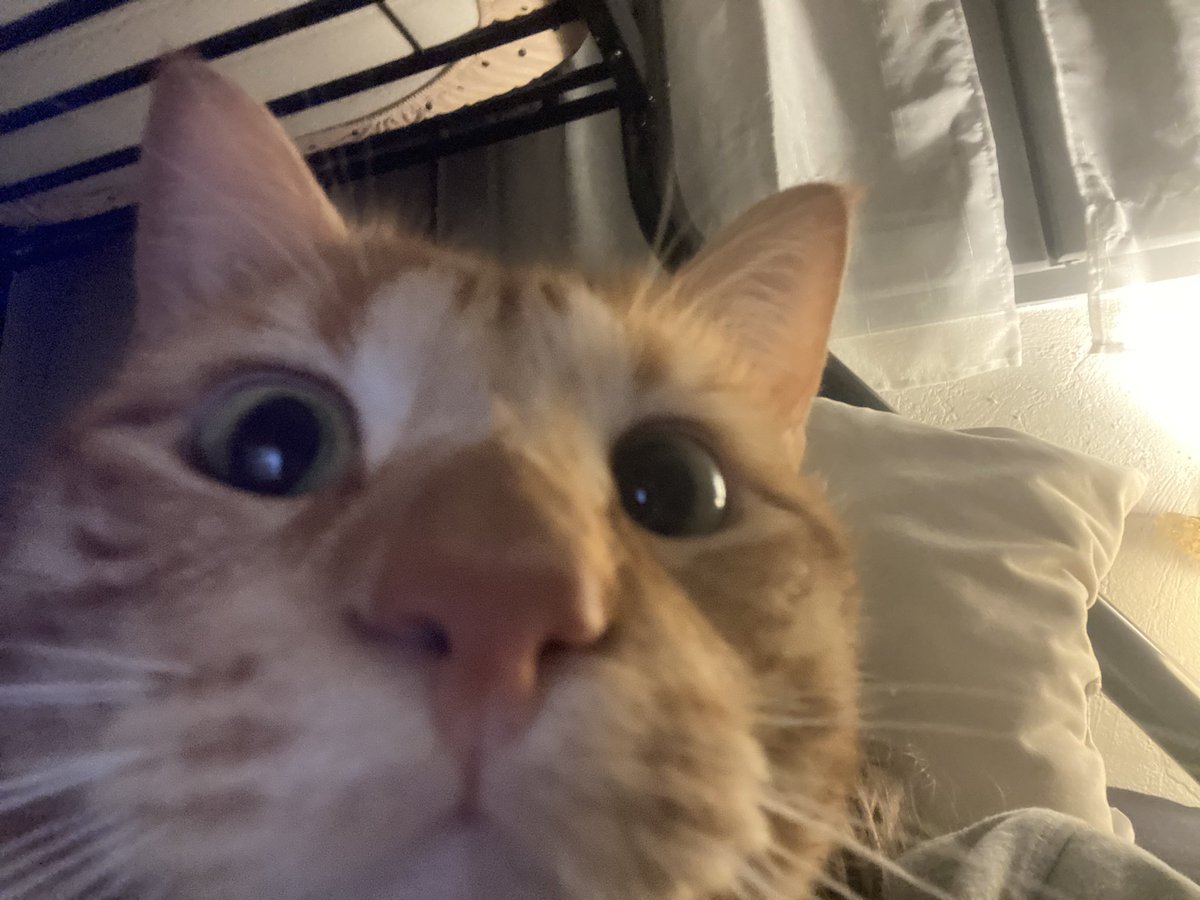 Toad_Beta's tweet image. Silly tango