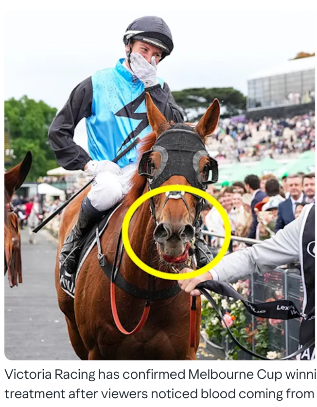 mudd_cloudy's tweet photo. #MelbourneCup #halfyours It's ok I'm used to being whipped and bloodied #animalrights ...pic off a Yahoo! report https://t.co/8fjMC45ofS