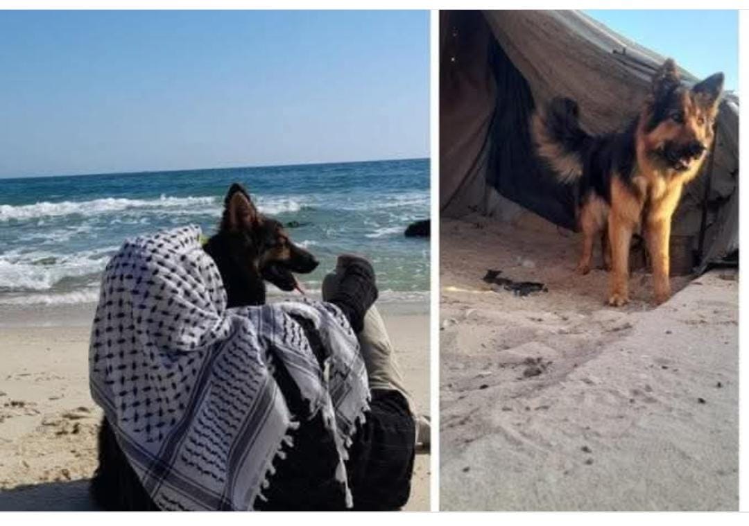 mustafakamilm's tweet image. أثناء العدوان الصهيوني الإجرامي على قطاع غرْة، وهو متواصل بالمناسبة، عثر الشاب حامد عاشور على كلبٍ من نوع (جيرمان شيبرد) كان قد تشرّد من أصحابه بسبب القصف الشديد، اصطحبه حامد إلى خيمته، واعتنى به لدرجة أنه كان يتقاسم طعامه معه.
عندما نشرت وسائل الإعلام العالمية الخبر تعاطفت…