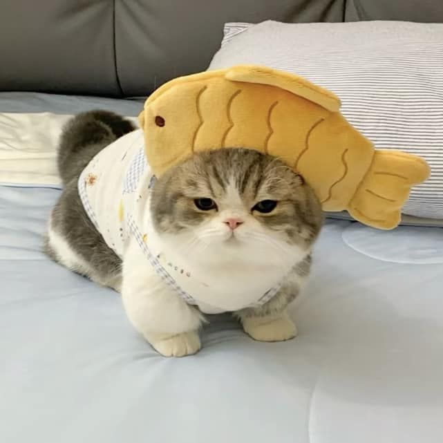 small kittens are cute tweet media